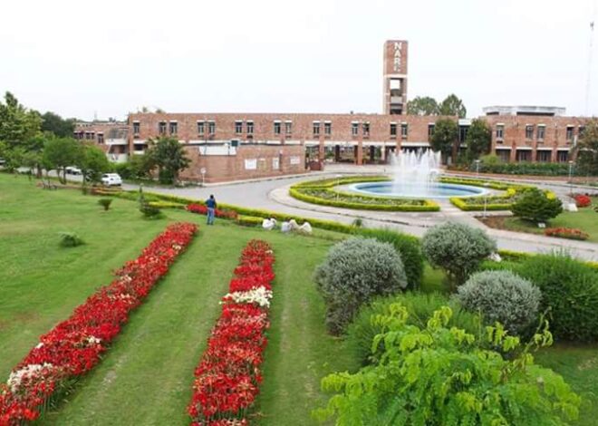 Pakistan develops 400 advanced chickpea breeding lines