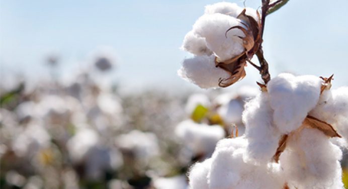 PBF sees cotton crop recovery in 2025 with around 18pc year-on-year growth