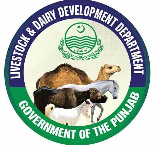 Sites selected for major animal health projects in Chiniot: Director Livestock