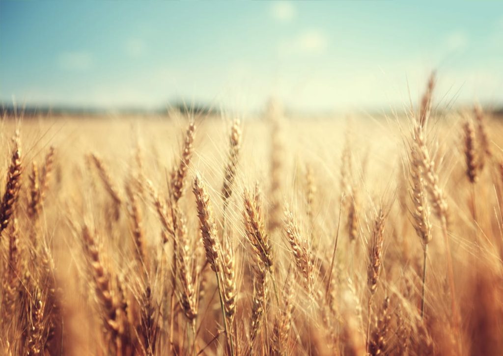 3,000 new wheat lines enter field trials in Pakistan