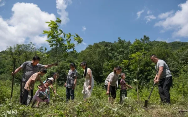 China Plants 78 Billion Trees, Forest Cover Rises to 25%
