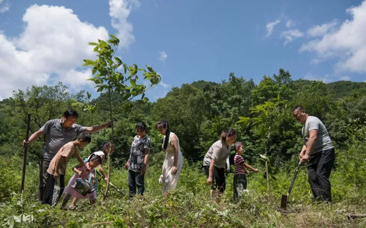 China Plants 78 Billion Trees, Forest Cover Rises to 25%