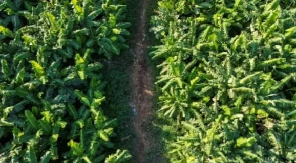 Jazan Emerges as Saudi Arabia’s Major Hub for Mangoes, Bananas, Papayas and Guavas (Image 4)