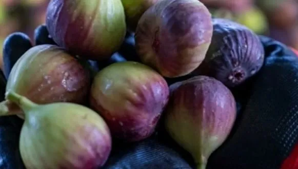 Jazan Emerges as Saudi Arabia’s Major Hub for Mangoes, Bananas, Papayas and Guavas (Image 2)