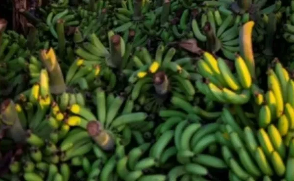 Jazan Emerges as Saudi Arabia’s Major Hub for Mangoes, Bananas, Papayas and Guavas (Image 1)