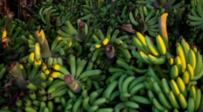 Jazan Emerges as Saudi Arabia’s Major Hub for Mangoes, Bananas, Papayas and Guavas (Image 1)