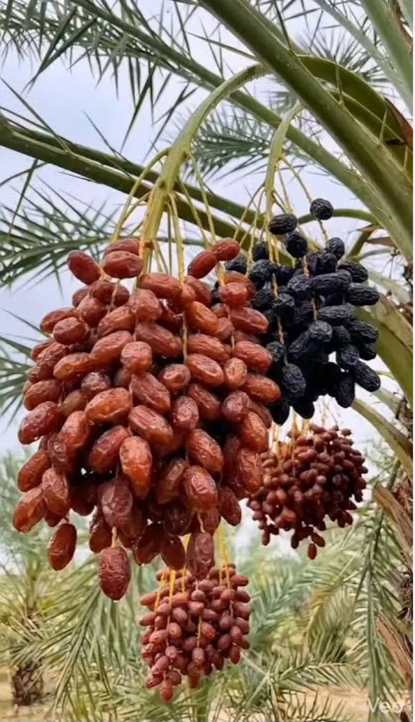 Saudi Arabia Converts Date Palm Waste Into Sustainable Industrial Products (Image 5)