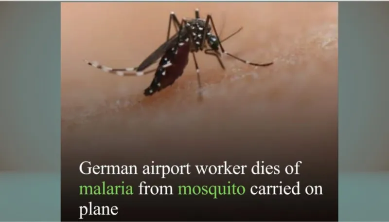 Frankfurt Airport Reports Six Malaria Cases, One Employee Dies, Five Under Treatment