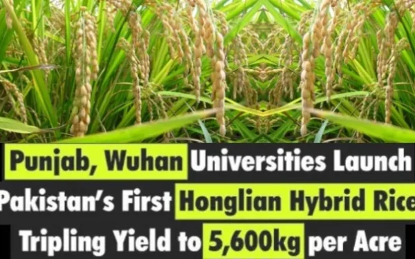 Chinese Honglian Hybrid Rice Poised to Transform Pakistan’s Rice Production