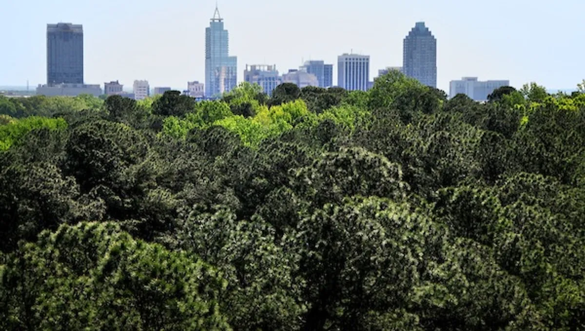 Tampa tops global ranking of cities with highest tree coverage, Singapore and Breda share second place (Image 2)