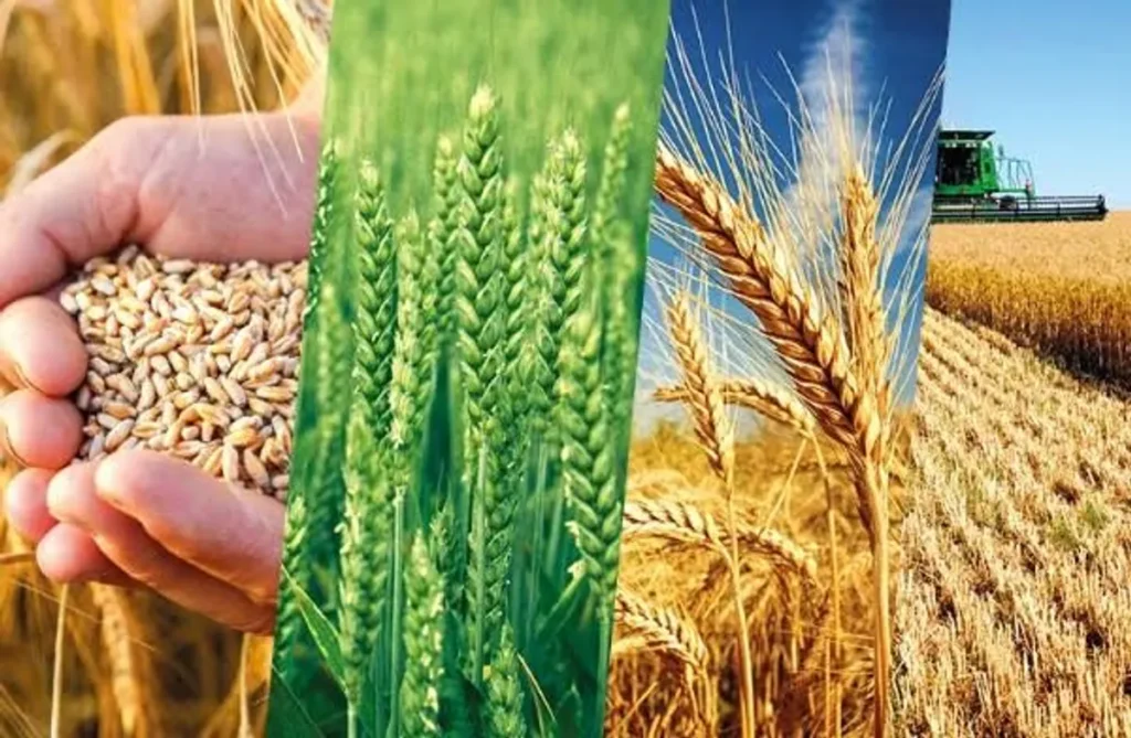 Prime Minister Sets Wheat Rate at Rs 4,500 per Maund for 2027