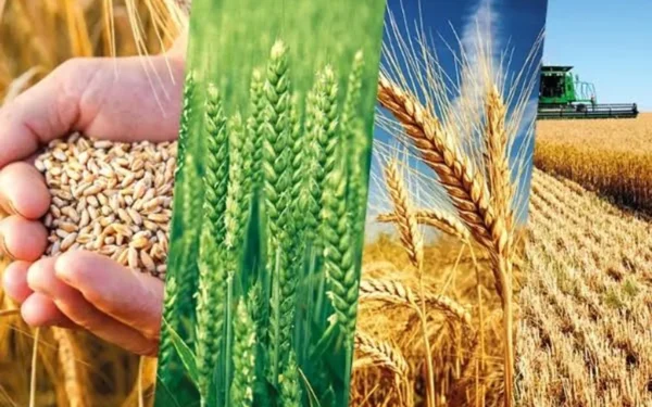 Prime Minister Sets Wheat Rate at Rs 4,500 per Maund for 2027